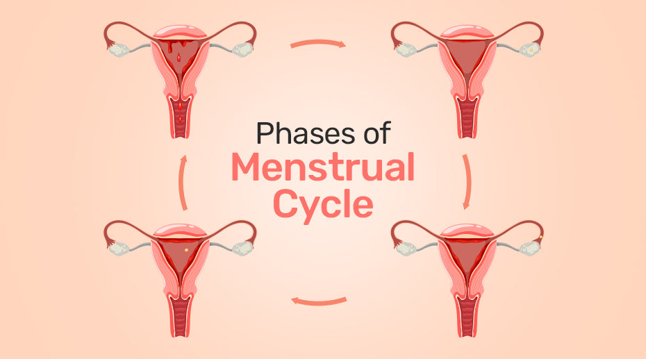 Phases of Menstrual Cycle