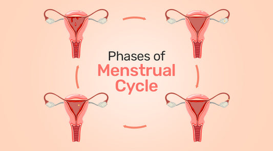 Phases of Menstrual Cycle